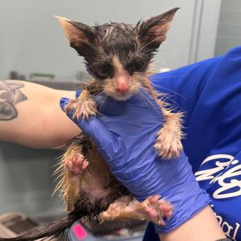 Doofy -  Domestic Short Hair Cat for Adoption in Greensboro, North Carolina - Doofy | PetCurious