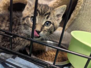 Domestic Medium Hair and Tabby Cats Available for Adoption - Buck | PetCurious