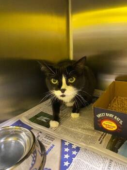 Boots -  Domestic Short Hair Cat for Adoption in Jackson, Tennessee - Boots | PetCurious