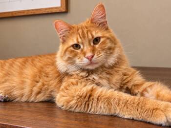 Addison -  Domestic Medium Hair Cat for Adoption in Sioux Falls, South Dakota - Addison | PetCurious