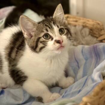 Rescue Domestic Short Hair Cats for Adoption in North Port, Florida - Stromboli | PetCurious