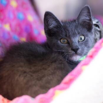 Jericho (bonded with Savanna) -  Domestic Short Hair Cat for Adoption - Jericho (bonded With Savanna) | PetCurious