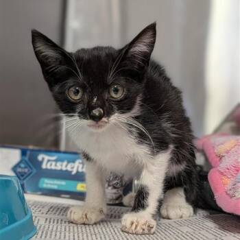 Lunchbox -  Domestic Short Hair Cat for Adoption in Houston, Texas - Lunchbox | PetCurious