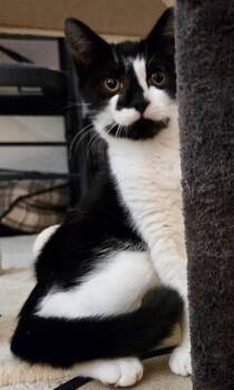 Rescue Domestic Short Hair and Tuxedo Cats for Adoption in Red Bank, New Jersey - Pixel | PetCurious