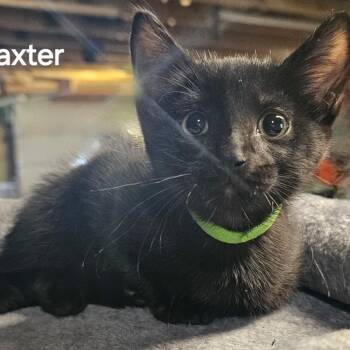 Domestic Short Hair Cats Available for Adoption in Rochester, Minnesota - Baxter | PetCurious