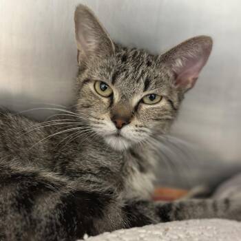 Sky -  Domestic Short Hair Cat for Adoption in Matteson, Illinois - Sky | PetCurious