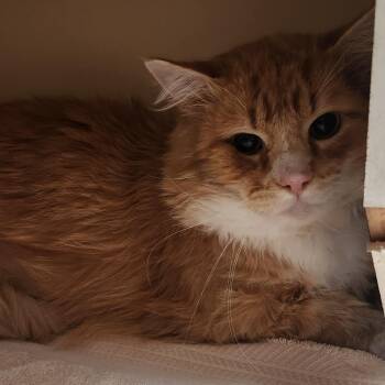 French Fry -  Domestic Medium Hair Cat for Adoption in Murray, Utah - French Fry | PetCurious