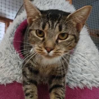 Cora -  Domestic Short Hair and Tabby Cat for Adoption in Germansville, Pennsylvania - Cora | PetCurious