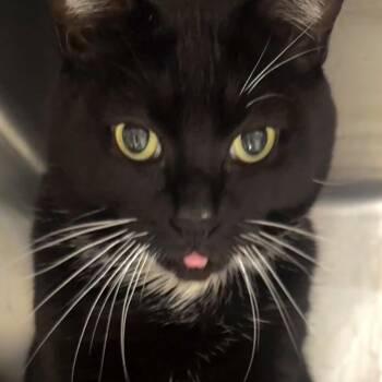 Kylo -  Domestic Short Hair Cat for Adoption in Chicago, Illinois - Kylo | PetCurious
