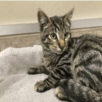 Ceviche -  Domestic Short Hair Cat for Adoption in Buellton, California - Ceviche | PetCurious