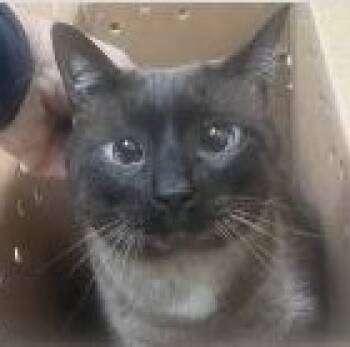 Sheeps -  Siamese Cat for Adoption in St. Augustine, Florida - Sheeps | PetCurious