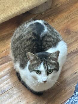 Rescue Domestic Short Hair Cats for Adoption in Coalhurst, Alberta - Ari | PetCurious