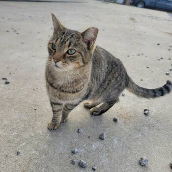 Domestic Short Hair Cats Available for Adoption - Razzy | PetCurious