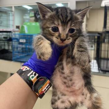 Domestic Short Hair Cats Available for Adoption - Bowling Terms _2_3 | PetCurious