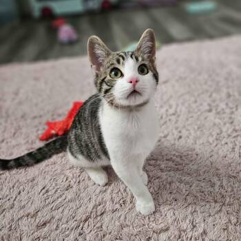 Domestic Short Hair Cats Available for Adoption - Chupi | PetCurious