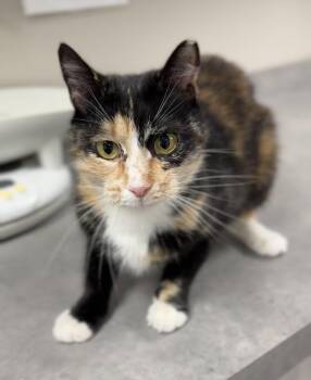 Domestic Short Hair Cats Available for Adoption in Bemidji, Minnesota - Ada | PetCurious