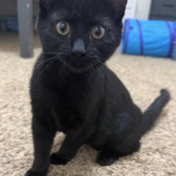 Virgil -  Domestic Short Hair Cat for Adoption in Spokane, Washington - Virgil | PetCurious