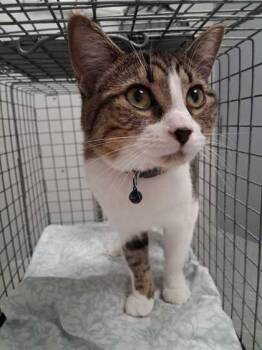 Spottie -  Domestic Short Hair Cat for Adoption in Sevierville, Tennessee - Spottie | PetCurious