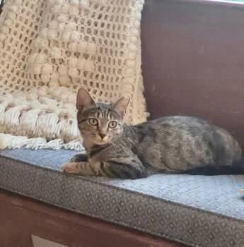 Spunky -  Tabby and Domestic Short Hair Cat for Adoption in Greensboro, North Carolina - Spunky | PetCurious