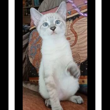 Ollie & Reggie BONDED -  Siamese and Domestic Short Hair Cat for Adoption in Boca Raton, Florida - Ollie & Reggie BONDED | PetCurious
