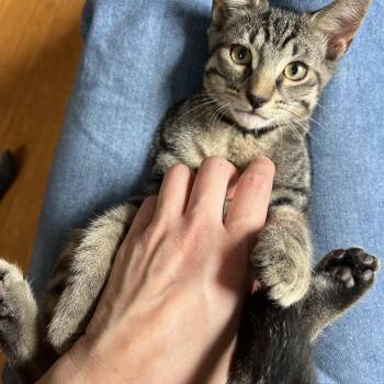 Camp -  Domestic Short Hair Cat for Adoption in Honeoye, New York - Camp | PetCurious