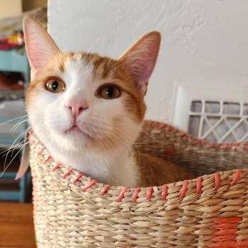 Mica/Elvis -  Domestic Short Hair Cat for Adoption in San Diego, California - Mica/Elvis | PetCurious