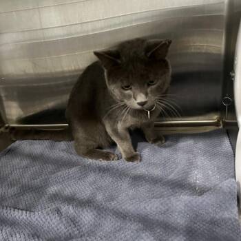 Smokie -  Domestic Short Hair Cat for Adoption in Richmond Hill, Georgia - Smokie | PetCurious