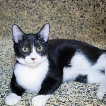 Winter -  Domestic Short Hair Cat for Adoption in Hawthorne, California - Winter | PetCurious