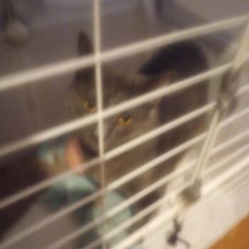 Clooney -  Domestic Medium Hair Cat for Adoption in Philadelphia, Pennsylvania - Clooney | PetCurious