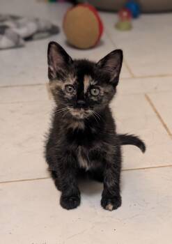 Rosita -  Domestic Short Hair Cat for Adoption in Lake Wylie, South Carolina - Rosita | PetCurious