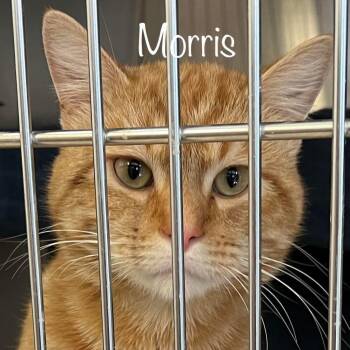 Morris -  Domestic Short Hair Cat for Adoption in Madisonville, Tennessee - Morris | PetCurious