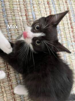 Rescue Domestic Short Hair Cats for Adoption in Chicopee, Massachusetts - Ice (m) & Max (f) | PetCurious