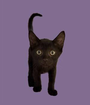 Domestic Short Hair Cats Available for Adoption in Sarasota, Florida - NOVA | PetCurious