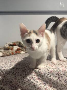 Missy -  Domestic Short Hair Cat for Adoption in Duxbury, Massachusetts - Missy | PetCurious