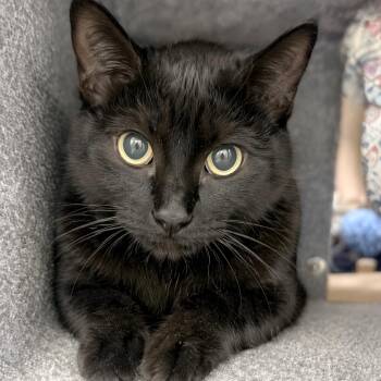 Domestic Short Hair Cats Available for Adoption in Austin, Texas - Drake | PetCurious