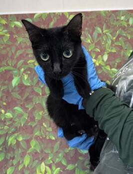 Domestic Short Hair Cats Available for Adoption in San Antonio, Texas - Sasha | PetCurious