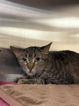 Domestic Short Hair Cats Available for Adoption in West Chester, Pennsylvania - Baby Kitty | PetCurious