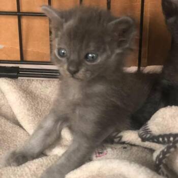 Hope -  Domestic Long Hair Cat for Adoption in Vallejo, California - Hope | PetCurious