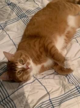 Domestic Short Hair Cats Available for Adoption in Pickering, Ontario - Citrus | PetCurious