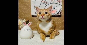 Domestic Short Hair Cats Available for Adoption in Groveland, Massachusetts - Graham | PetCurious