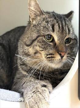 Domestic Short Hair Cats Available for Adoption - CARSON | PetCurious