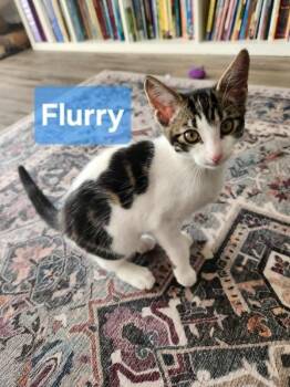 Flurry -  Domestic Short Hair Cat for Adoption in Mississauga, Ontario - Flurry | PetCurious
