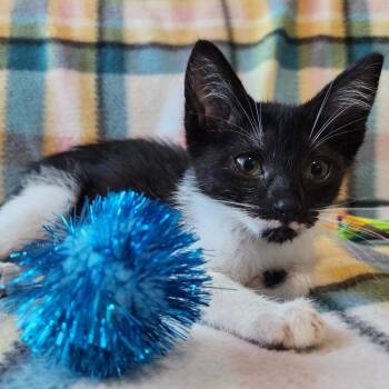 LOVEY -  Domestic Short Hair Cat for Adoption in Graham, Washington - LOVEY | PetCurious