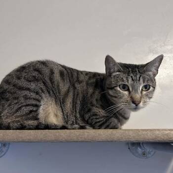 Domestic Short Hair Cats Available for Adoption in Green Bay, Wisconsin - Kendra | PetCurious