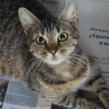 Emma Jean -  Domestic Short Hair Cat for Adoption in Washington, District Of Columbia - Emma Jean | PetCurious
