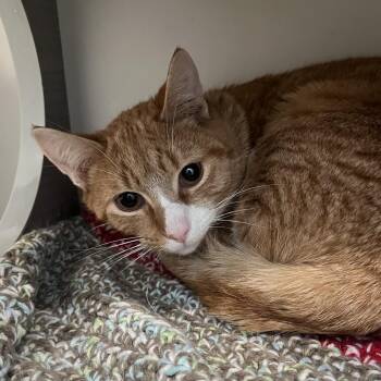 Domestic Short Hair Cats Available for Adoption - Jay | PetCurious