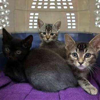 Frog Madsen -  Domestic Short Hair Cat for Adoption in Eagle Mountain, Utah - Frog Madsen | PetCurious