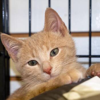 Spunky -  Domestic Short Hair Cat for Adoption in Pawling, New York - Spunky | PetCurious