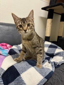 Rescue Tabby and Calico Cats for Adoption in Centralia, Illinois - Sushi | PetCurious