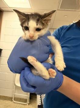 Red Rover -  Domestic Short Hair Cat for Adoption - Red Rover | PetCurious
